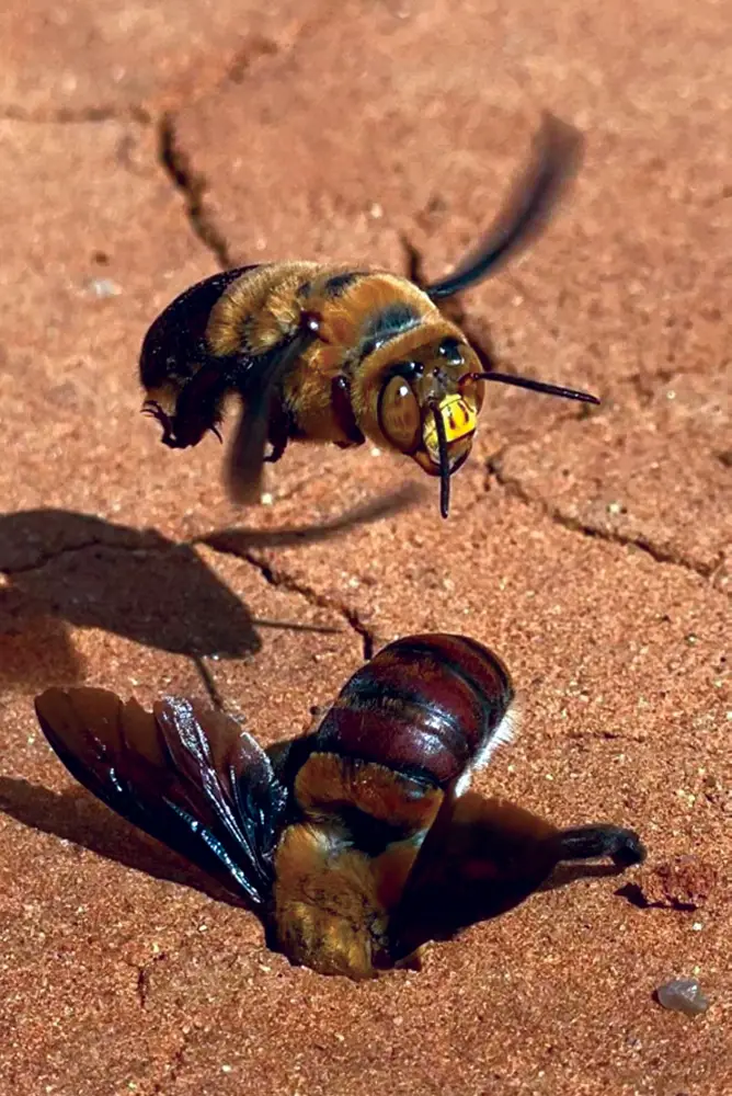 Burrowing-Bee-Tours-Carnarvon-WA