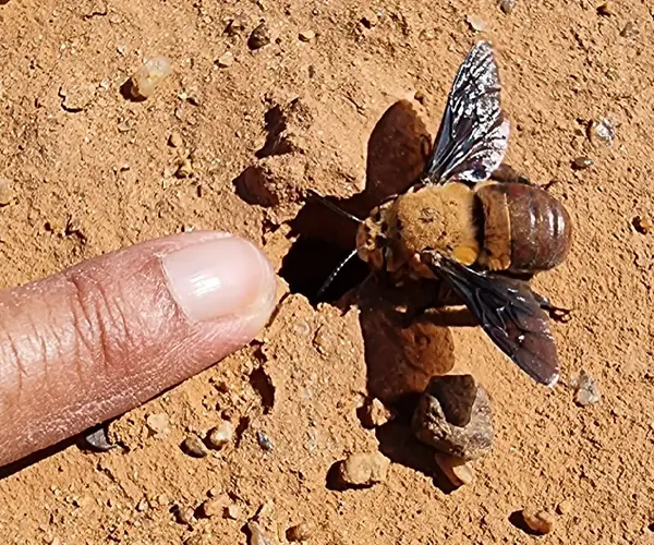 The-Bee-Lady-of-Carnarvon-WA